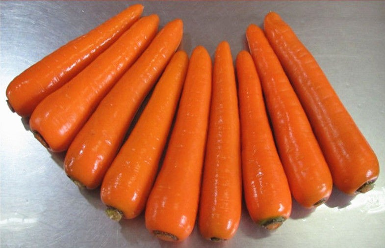 Zanahoria orgánica dulce suculenta de color rojo anaranjado brillante de vegetales frescos para pasteles, tartas, pudín