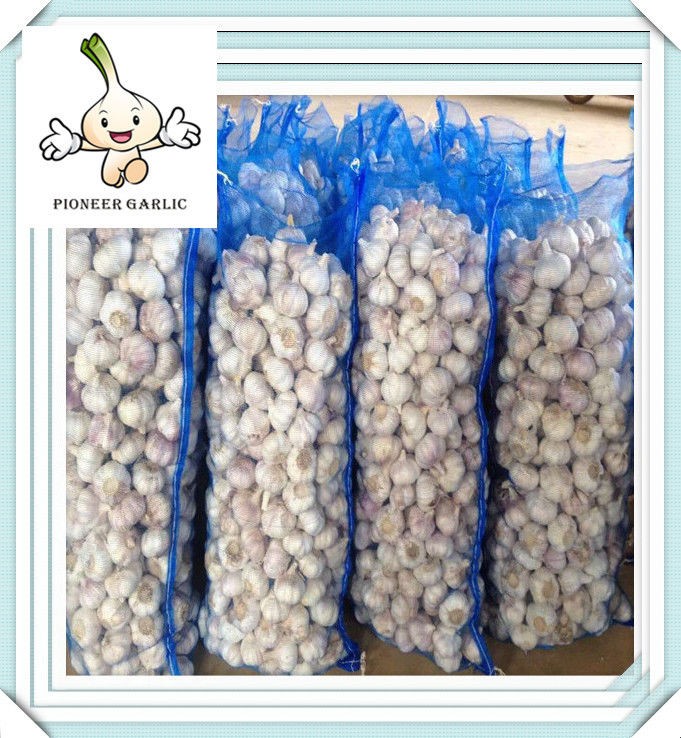 Chinese Cold Store 7.0cm Fresh Pure White Garlic 2016 Cold Room Fresh Red Garlic