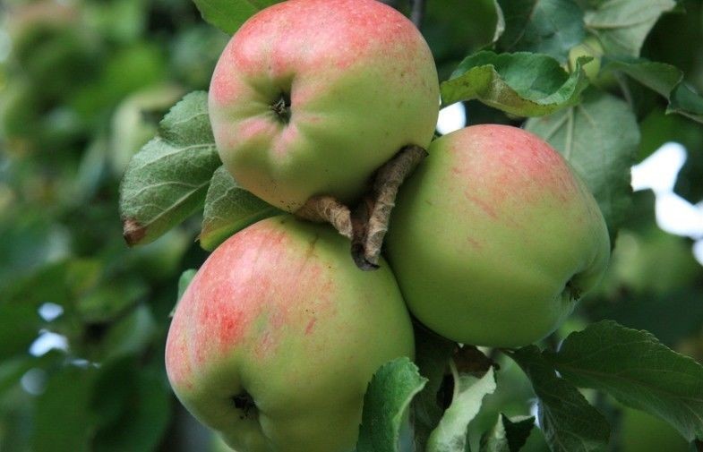 Delicious Big Organic Green Apple Crispy , Suitable Sour / Sweet For Supermarket