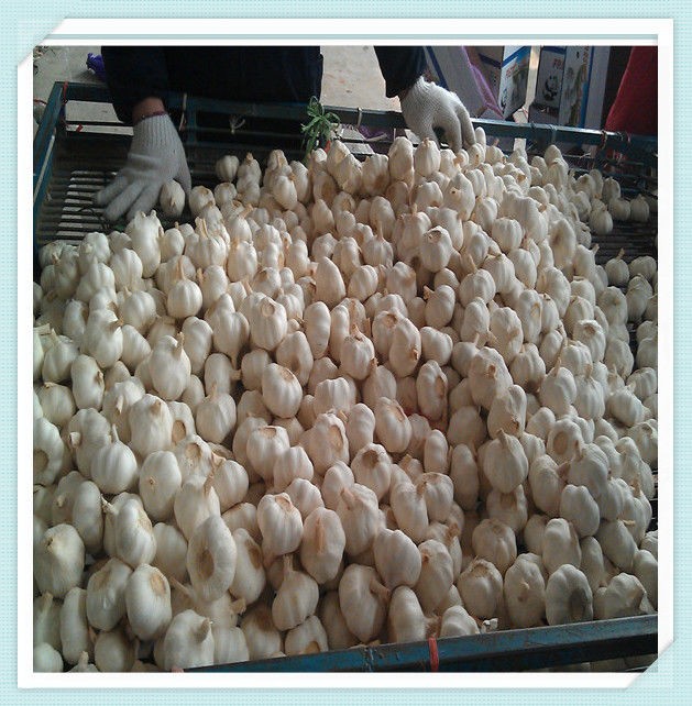 5.5 Fresh China Garlic Price 2015 new crop jinning fresh garlic for sale