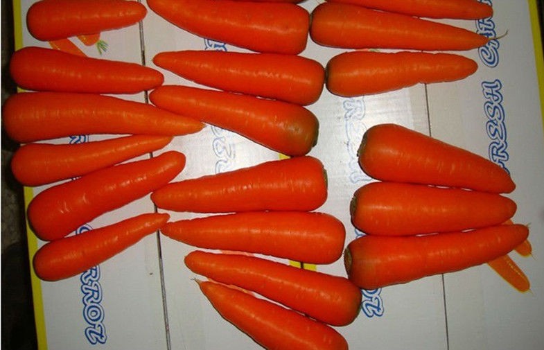 Beneficios para la salud de zanahoria orgánica crujiente fresca con piel de bufanda rubicunda para jugo de zanahoria, comido crudo
