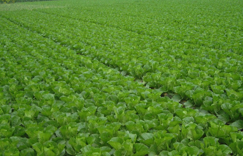 Fresh No Infect Chinese Napa Cabbage Contains Electrolytes And Minerals, Fleshy sweet, Crisp slippery little fiber