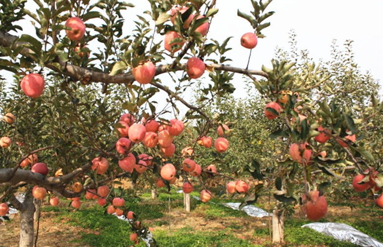 Grade A , B Red Fresh Fuji Apple Sweet Tasty For Apple Crisp / Cake, Golden yellow fruit surface, glossy