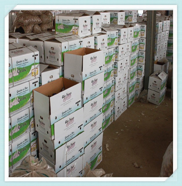 Fresh Crop Pure White Garlic 2015 new China garlic best quality garlic