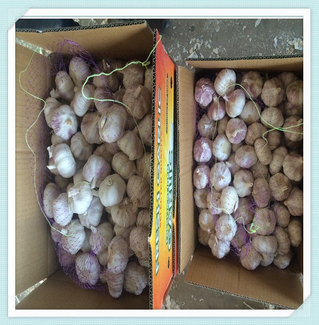 natural and from shandong 2015 Fresh Red Garlics 5.5CM