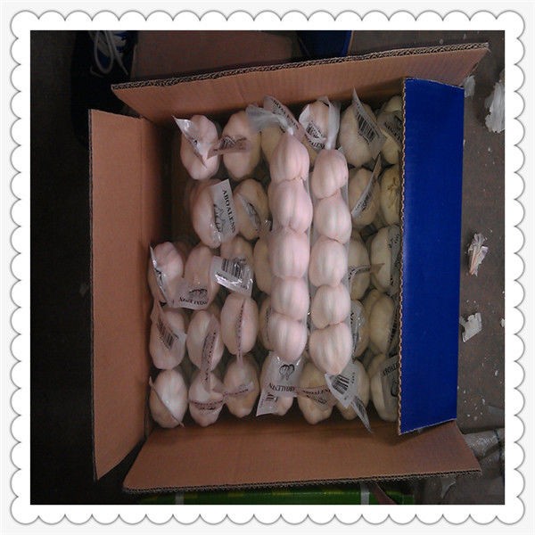 Fresh Garlic with top quality bulk quantity providers fresh natural garlic