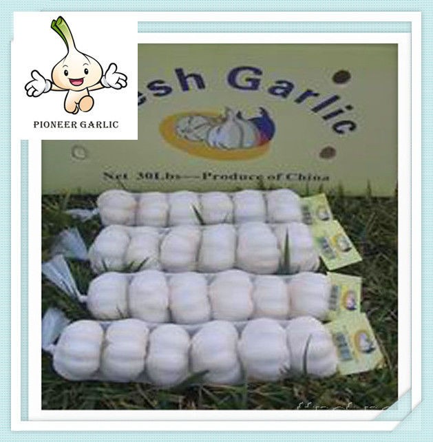 Chinese Super White Garlic To Ecuador - Pure White Garlic 5.5CM 10KG/Carton