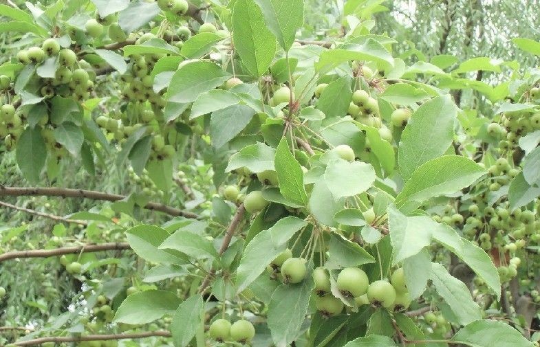 Fresh Golden Green Apple Contains Vitamin C For Slimming , Beauty