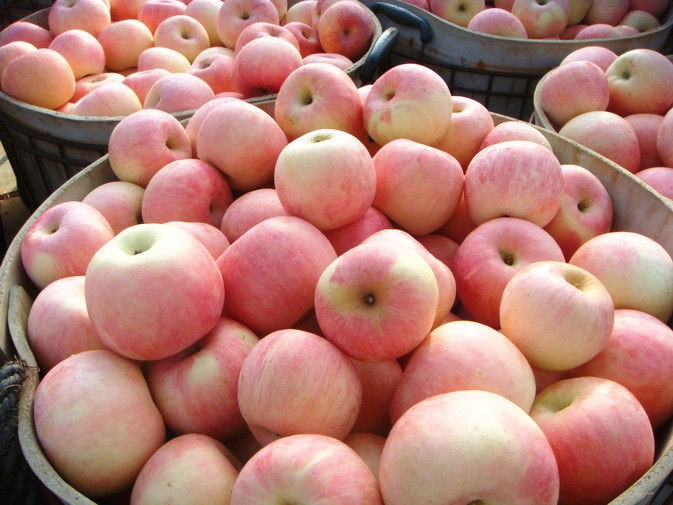 Organic Fresh Fuji Apple With Bright Red Color , Smooth Surface For Export