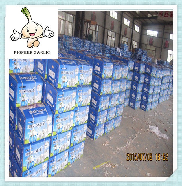 Chinese Natural Normal White Dry Garlic Exporter Pure White Garlic 5.5CM In 10Kg Carton