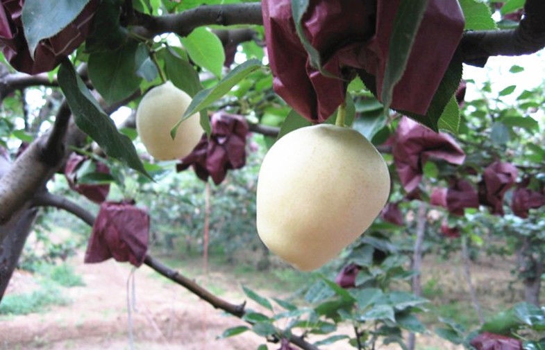 Crisp Yellow Fresh Apple Pear Health Benifits For Supermarket