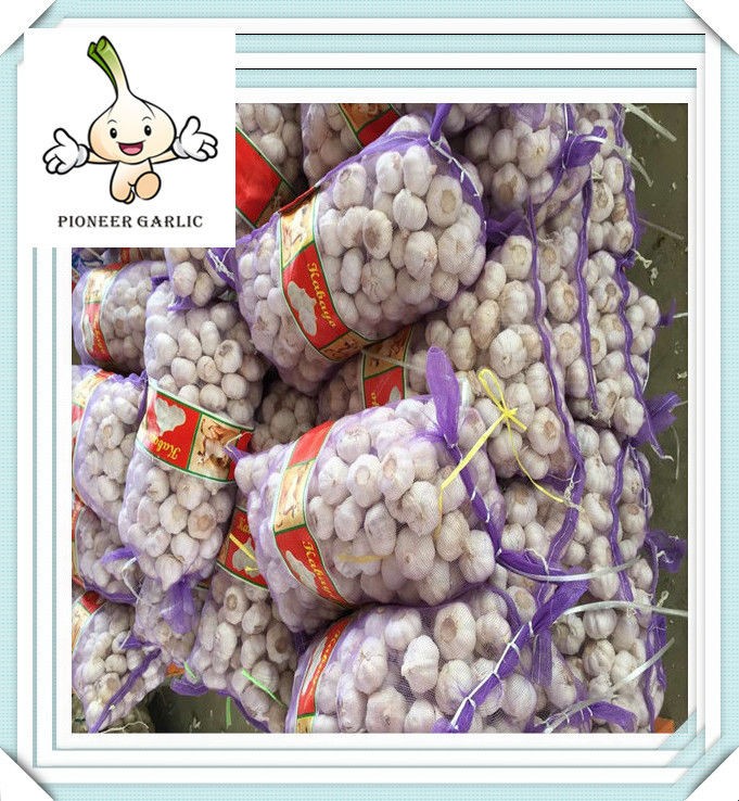 reasonable factory outlets big size garlic fresh garlic in small mesh bag in bag