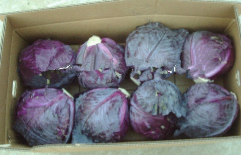 El repollo napa chino fresco redondo orgánico púrpura crujiente contiene vitamina A, tiamina, antiinflamatorio antibacteriano