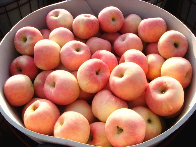 Sweet Fresh No Wounds Organic Fuji Apple Contains Vitamin C , Vitamin B6, pericarp thick and tough