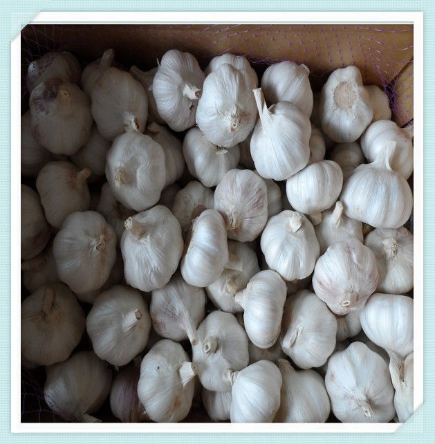 2015 Fresh Garlic - new arrival, hot sales pure white garlic in 1kg/mesh bag