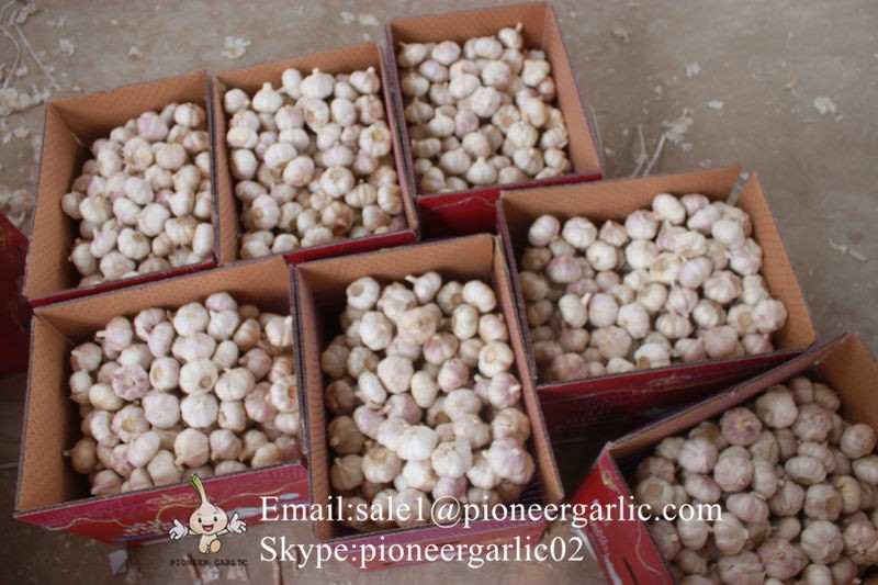 New Crop 5.5cm Normal White Fresh Garlic In 10 kg Box packing