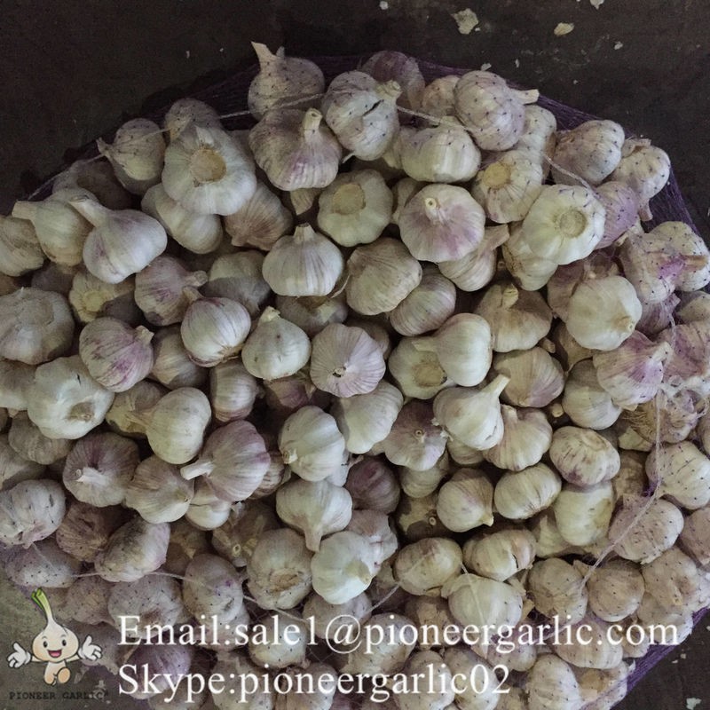 Jinxiang Shandong Fresh Normal White Garlic 5cm Loose Packing in Carton Box