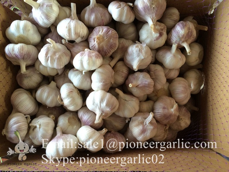 Chinese Fresh Normal White Garlic Packed In Box