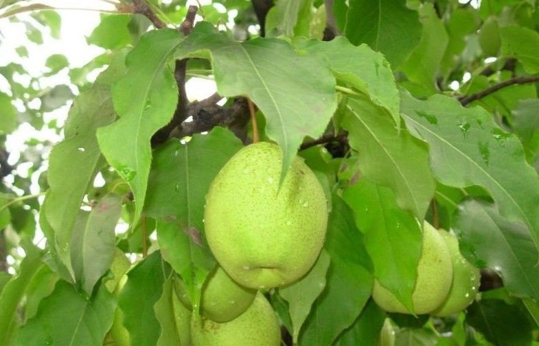 Sweet Green Cold Store Fresh Pears With High Energy , Vitamin C