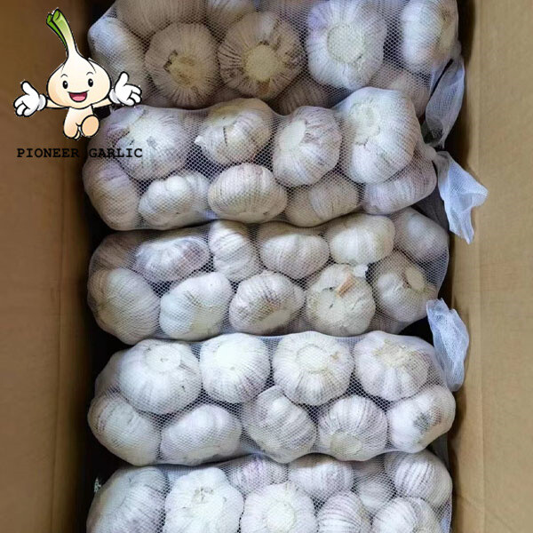 New Shandong corp fresh garlic 2022with best quality China