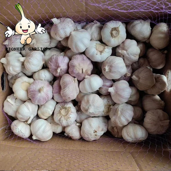 Great Quality Normal White Garlic Fresh Garlic nice garlic