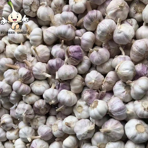 2022 New Crop 4.5cm Normal White Fresh Garlic 10kg Mesh Bag Packing