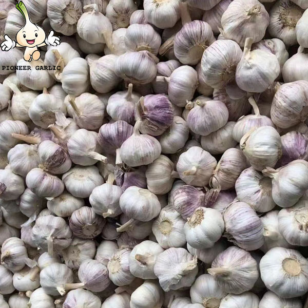 Garlic for wholesale market price garlic with high quality