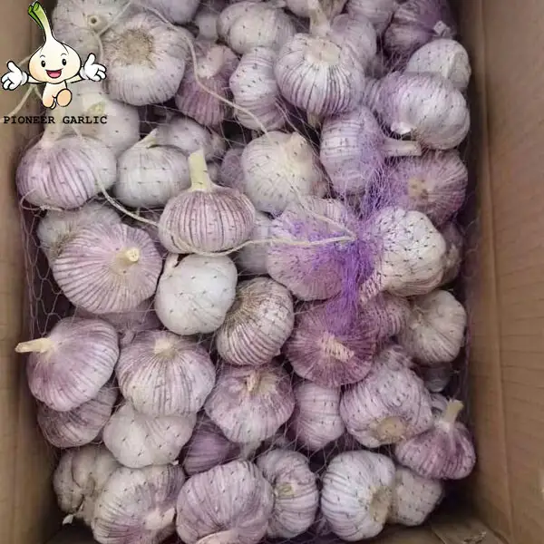 New Crop 4.5cm Normal White Fresh Garlic In 10 kg Box Packing