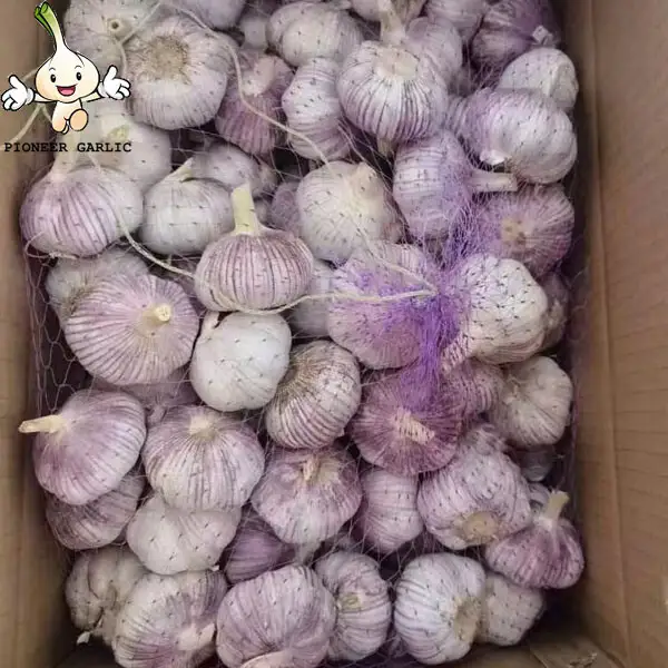 2022 New Crop 5cm Normal White Fresh Garlic 10kg Box Packing