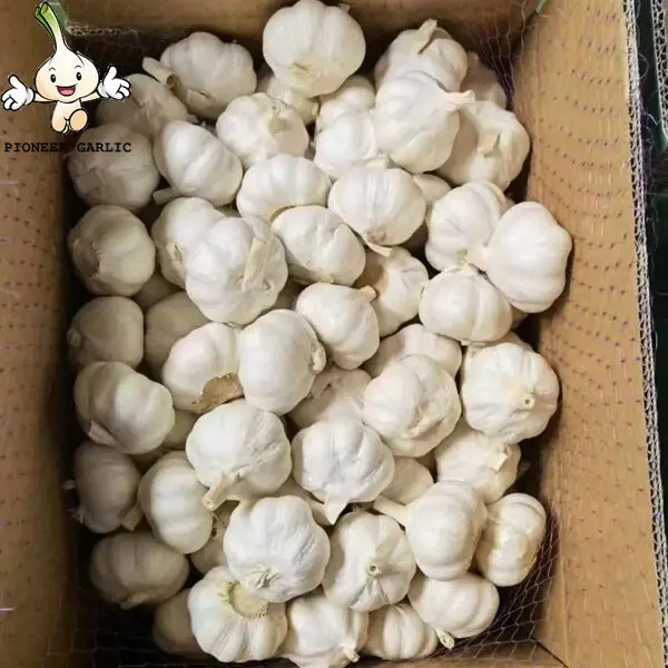 Jining ajo a la venta 5 piezas en cartón de 10 kg/precio de ajo blanco puro en China