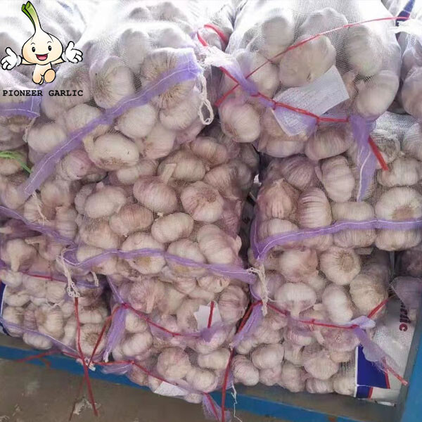 2022 New Crop 5cm Normal White Fresh Garlic 10kg Mesh Bag Packing