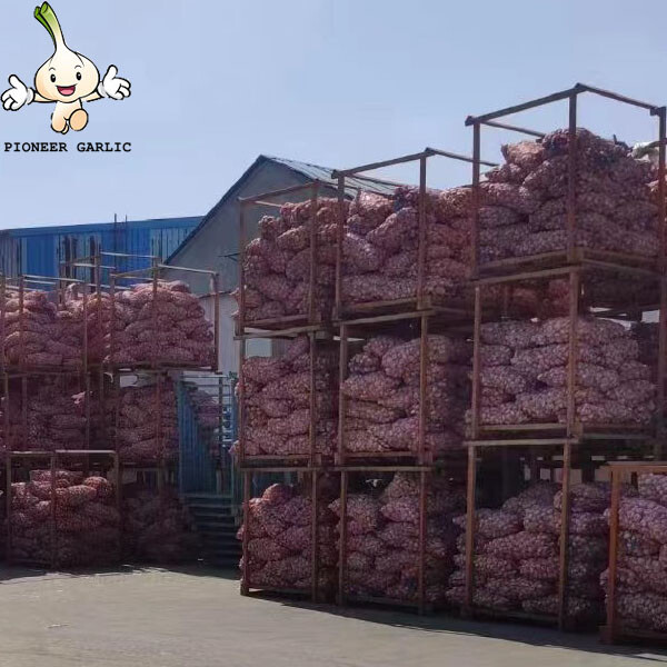 2022 new season normal garlic Garlic Supplier Natural Garlic Price