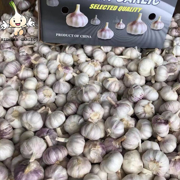 2022 New Crop 4.5cm Normal White Fresh Garlic 10kg Mesh Bag Packing