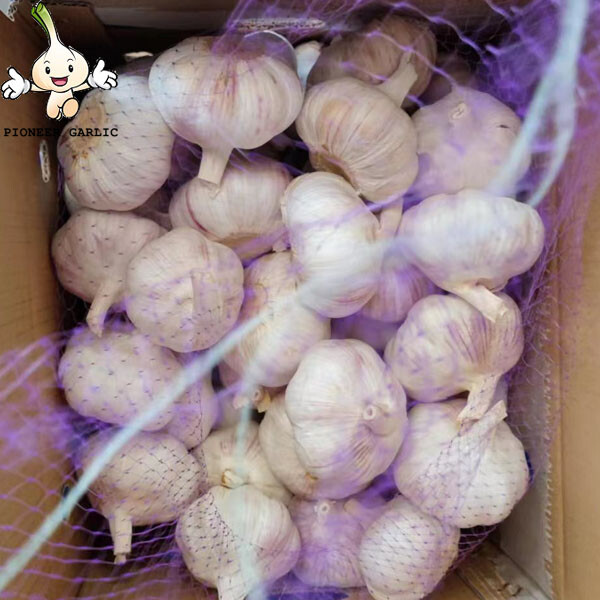 Natural Fresh Normal White Garlic Shandong Garlic, 5.5CM White Garlic