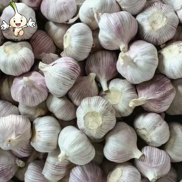 Shandong Garlic, 5.5CM White Garlic For Chile Fresh Normal White Garlic 5.0CM