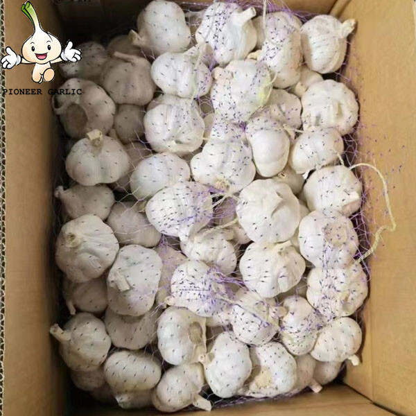 hot sale mesh bag packing 5.0cm garlic Fresh Purple Garlic 2022 crop