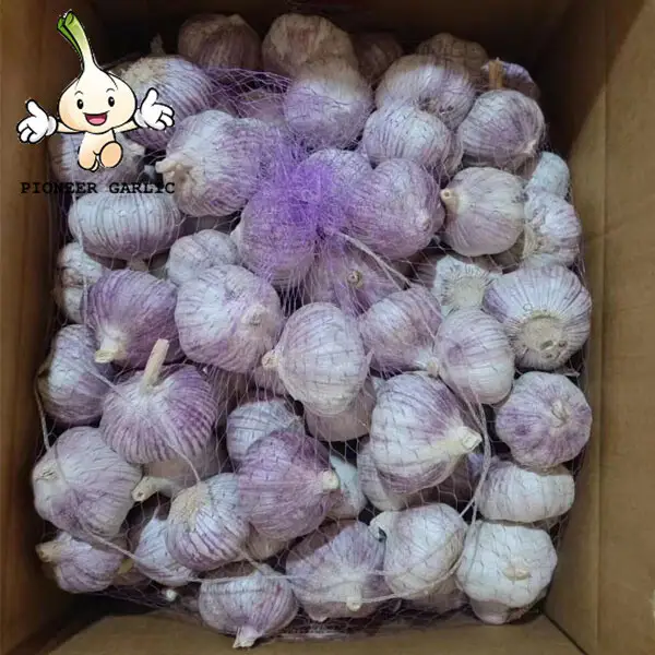 2022 Shandong fresh white garlic new crop fresh garlic factory directly supply