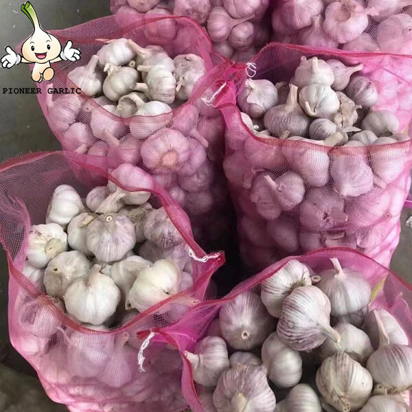 2016 Chinese fresh garlic Top quality fresh white garlic ,pure white -normal white