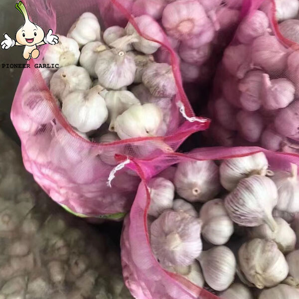 normal white garlic India market china garlic price/wholesale garlic price