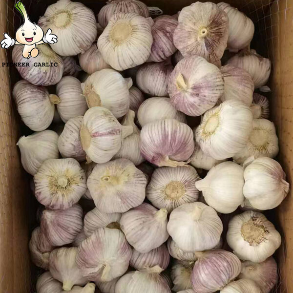 2022 New Crop 5cm Normal White Fresh Garlic 10kg Box Packing