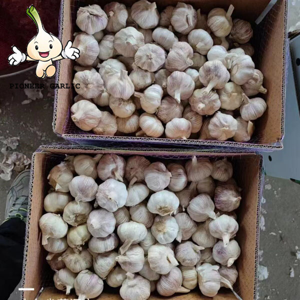 Great Quality Normal White Garlic Fresh Garlic nice garlic