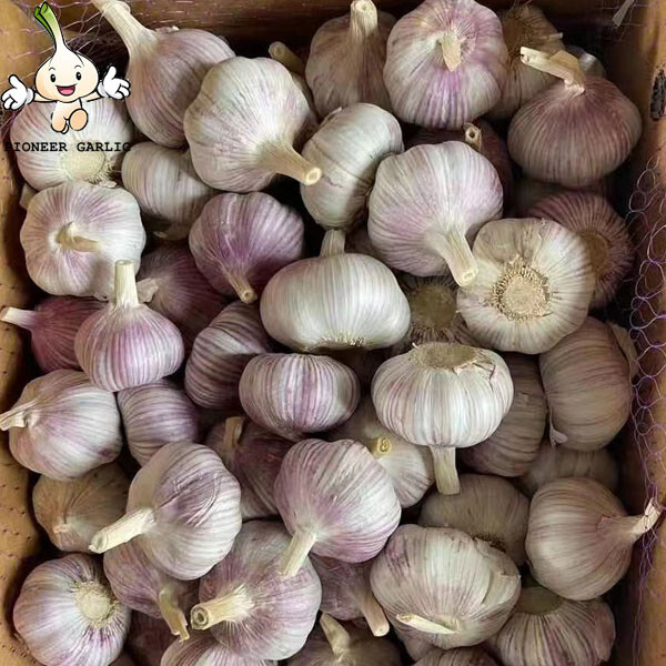 5.0cm up,10kg Carton packing Jinxiang New Crop Fresh Garlic Hot Garlic