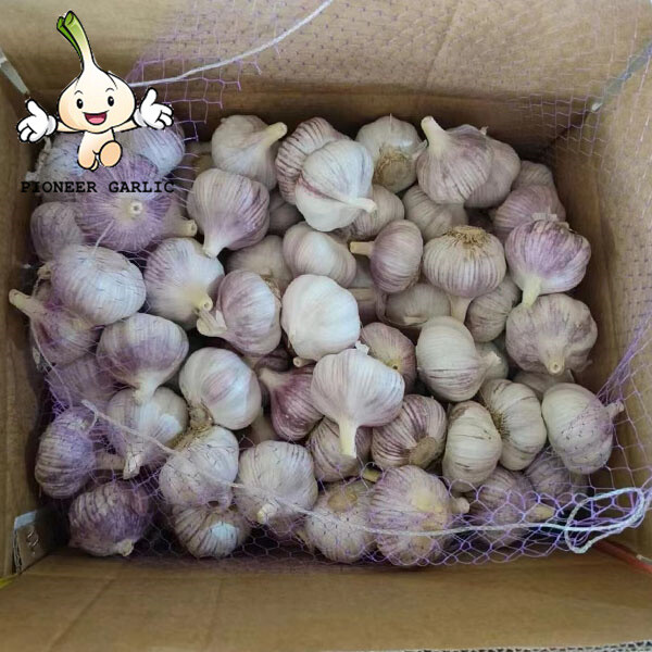 2022 Shandong fresh white garlic new crop fresh garlic factory directly supply