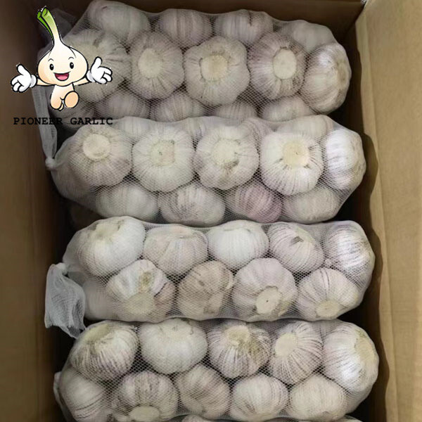 New Shandong corp fresh garlic 2022with best quality China