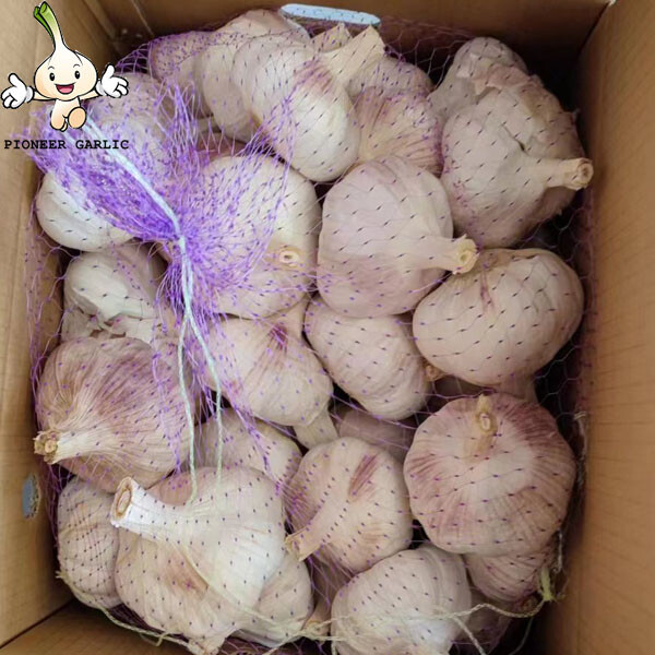 White Garlic 5.0CM 10KG Mesh Bag Export To Colombia