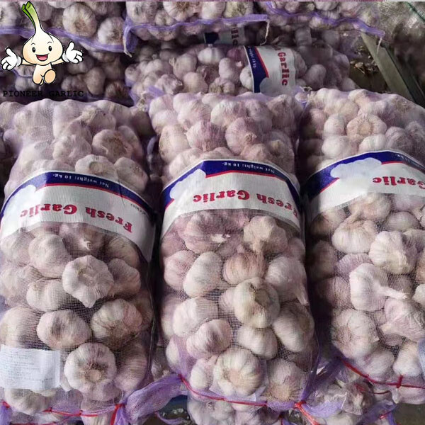 2022 New Crop 5cm Normal White Fresh Garlic 10kg Mesh Bag Packing