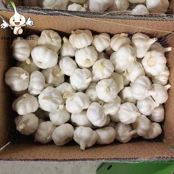 Importación de ajo de China/ajo orgánico de buen agricultor/ajo blanco puro en la nueva temporada