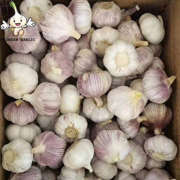 2022 New Crop 5cm Normal White Fresh Garlic 10kg Box Packing