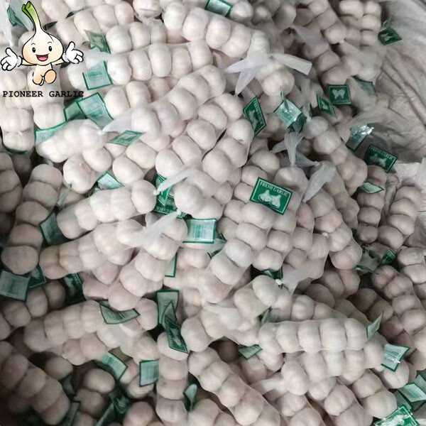 China fresh normal white garlic with good quality Wholesale JinXiang Garlic