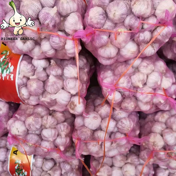 2022 New Crop 4.5cm Normal White Fresh Garlic 10kg Mesh Bag Packing